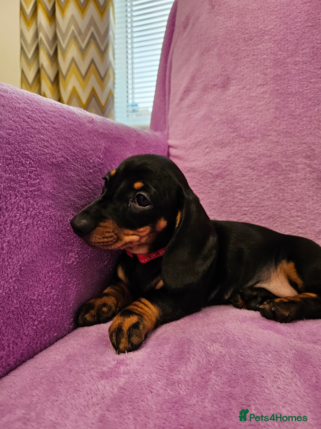Dachshund dogs for sale: Puppies for sale - Advert 7