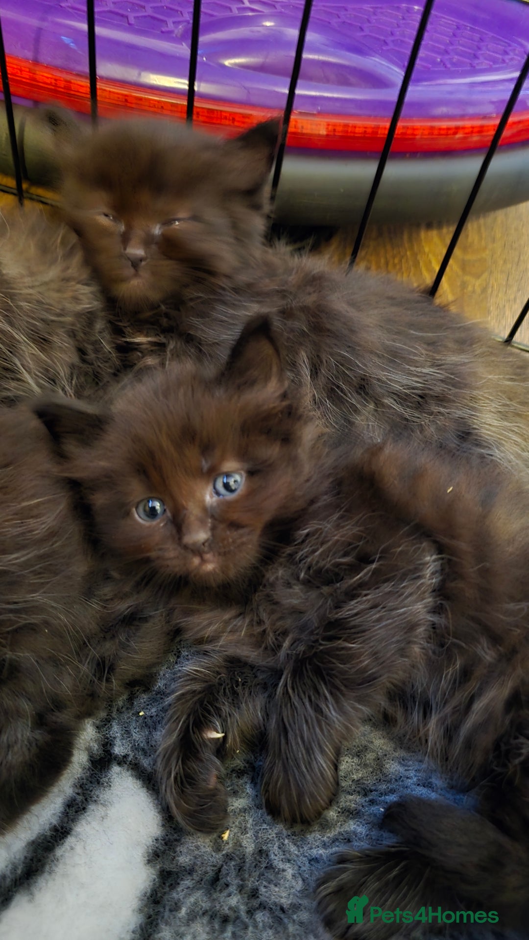 Maine Coon cats for sale: Stunning Maine Coon X  - Image 9