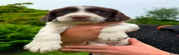 English Springer Spaniel dogs for sale: Springer spaniel  - Advert 5
