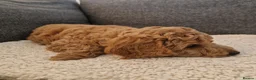 Cockapoo dogs for sale: Cockapoo Puppies Looking for Their Forever Homes - Advert 6