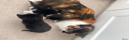 Maine Coon cats for sale: Maine Coon cross  in Macclesfield - Advert 11