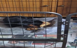 Miniature Dachshund dogs for sale: MINIATURE DACHSHUND FEMALE  - Image 7
