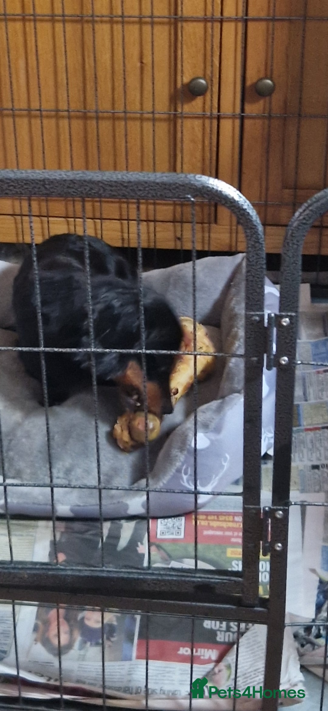 Miniature Dachshund dogs for sale: MINIATURE DACHSHUND FEMALE  - Image 7