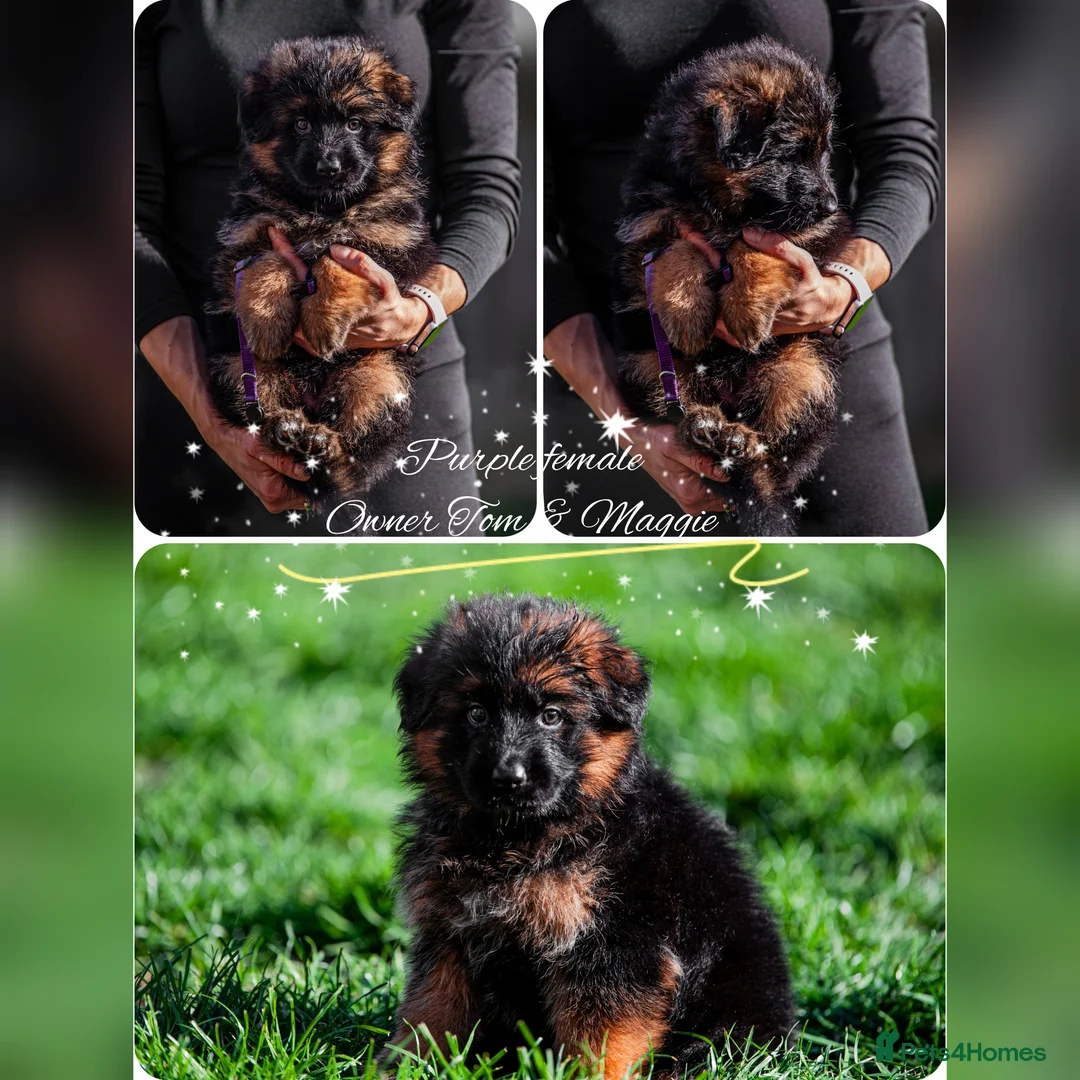 German Shepherd dogs for sale: ❤️❤️❤️Amazing GSD Puppies longhaired❤️❤️❤️ - Advert 7