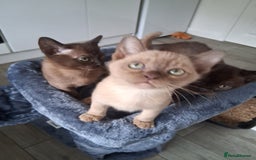 Burmese cats for sale: Stunning burmese kittens available. - Image 4