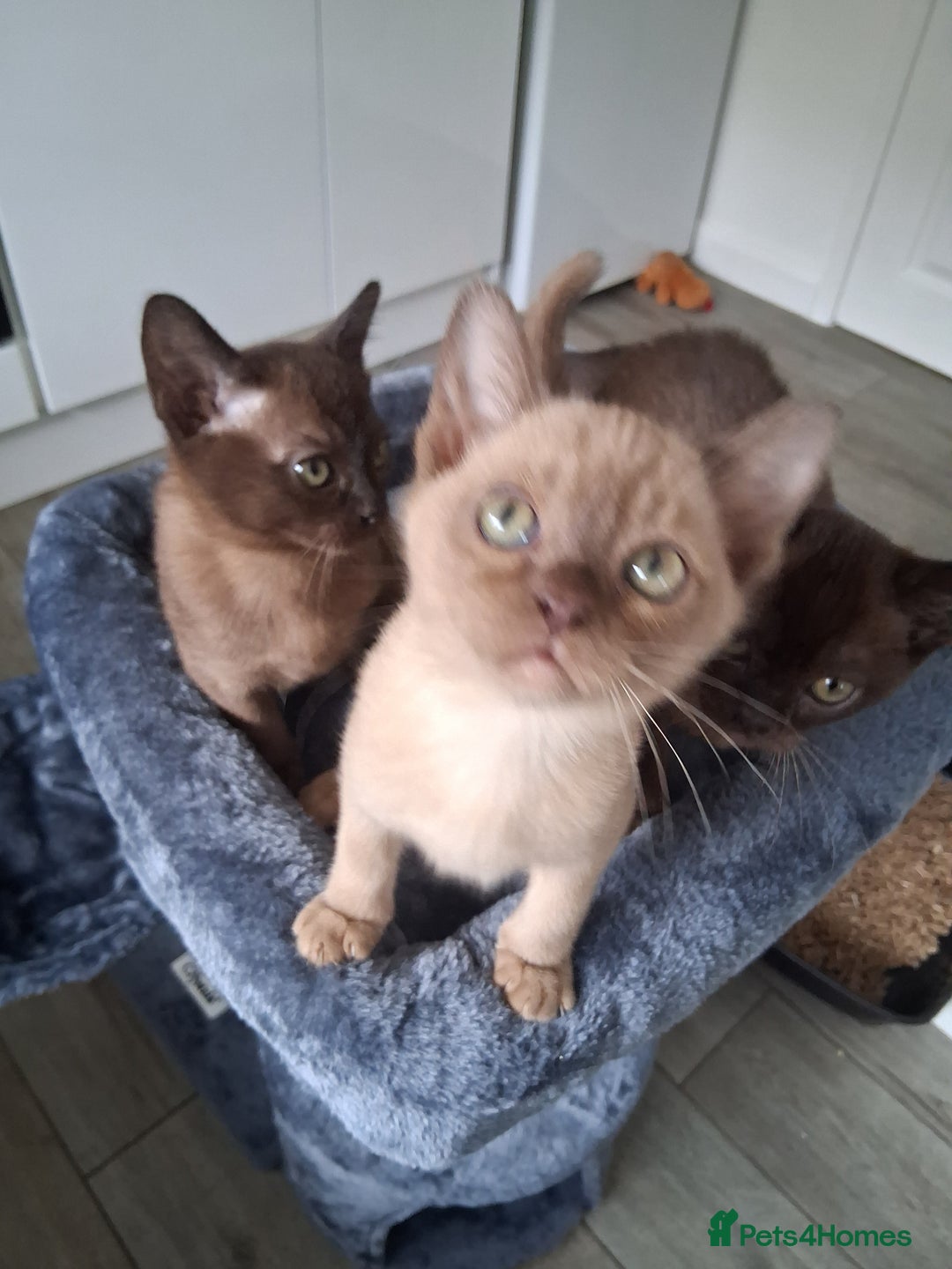 Burmese cats for sale: Stunning burmese kittens available. - Image 4