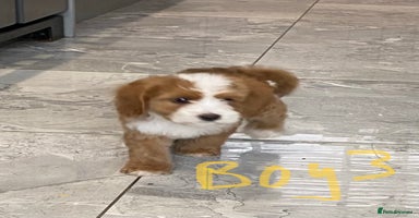 Cockapoo dogs - Advert 15