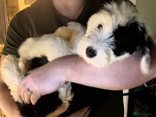 Mixed Breed dogs for sale: Ready Now Sheepadoodle Puppies M&F Cardiff - Advert 1