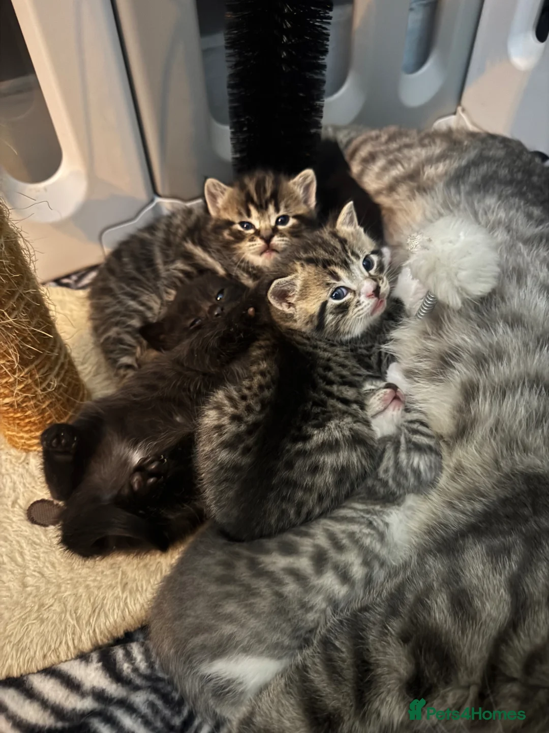 Mixed Breed cats for sale: kittens for sale!  - Advert 1