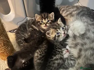 Mixed Breed cats kittens for sale! - Advert 1