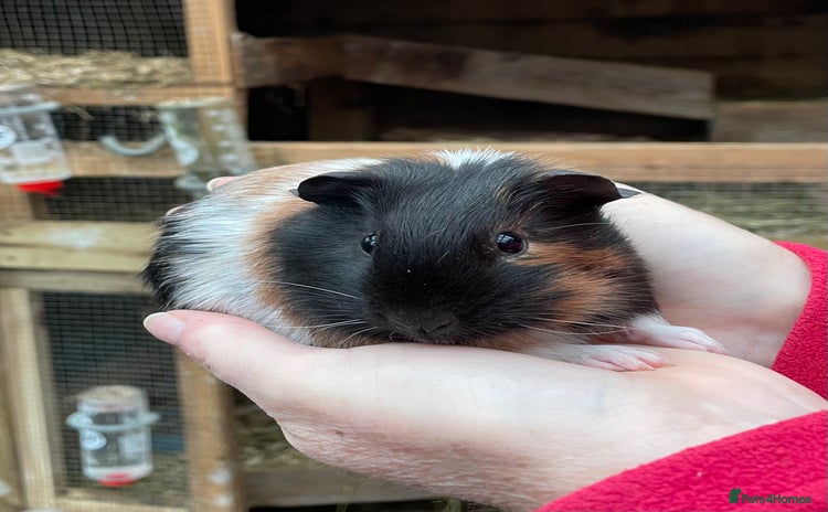 Guinea Pig rodents - Advert 11