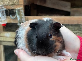 Guinea Pig rodents LOVELY BABY GUINEA PIGS - Advert 23