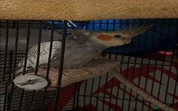 Cockatiels birds for sale: 11 Week Old Baby Cockatiel Healthy & Ready fo Home - Advert 5