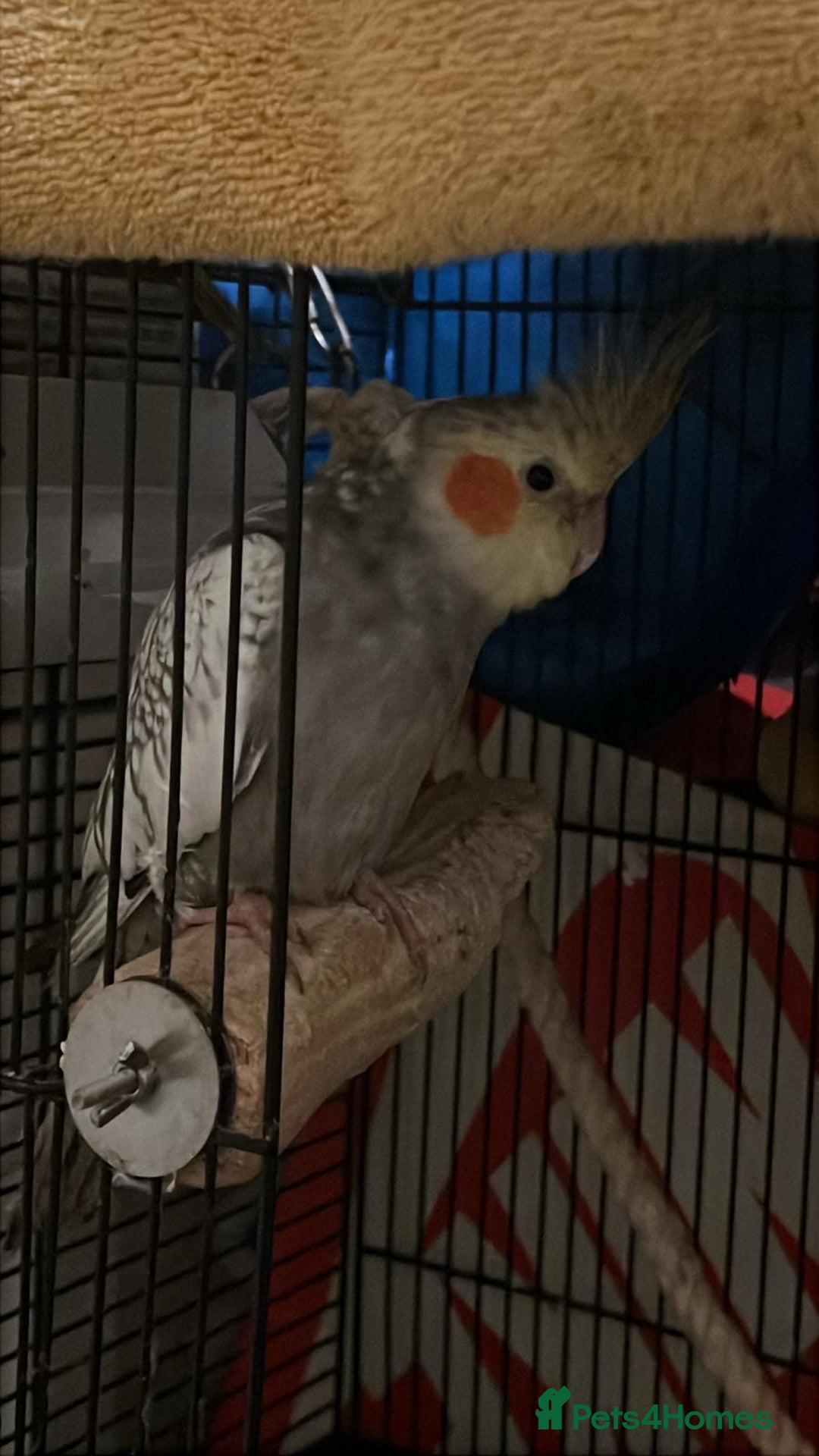 Cockatiels birds for sale: 11 Week Old Baby Cockatiel Healthy & Ready fo Home - Advert 5