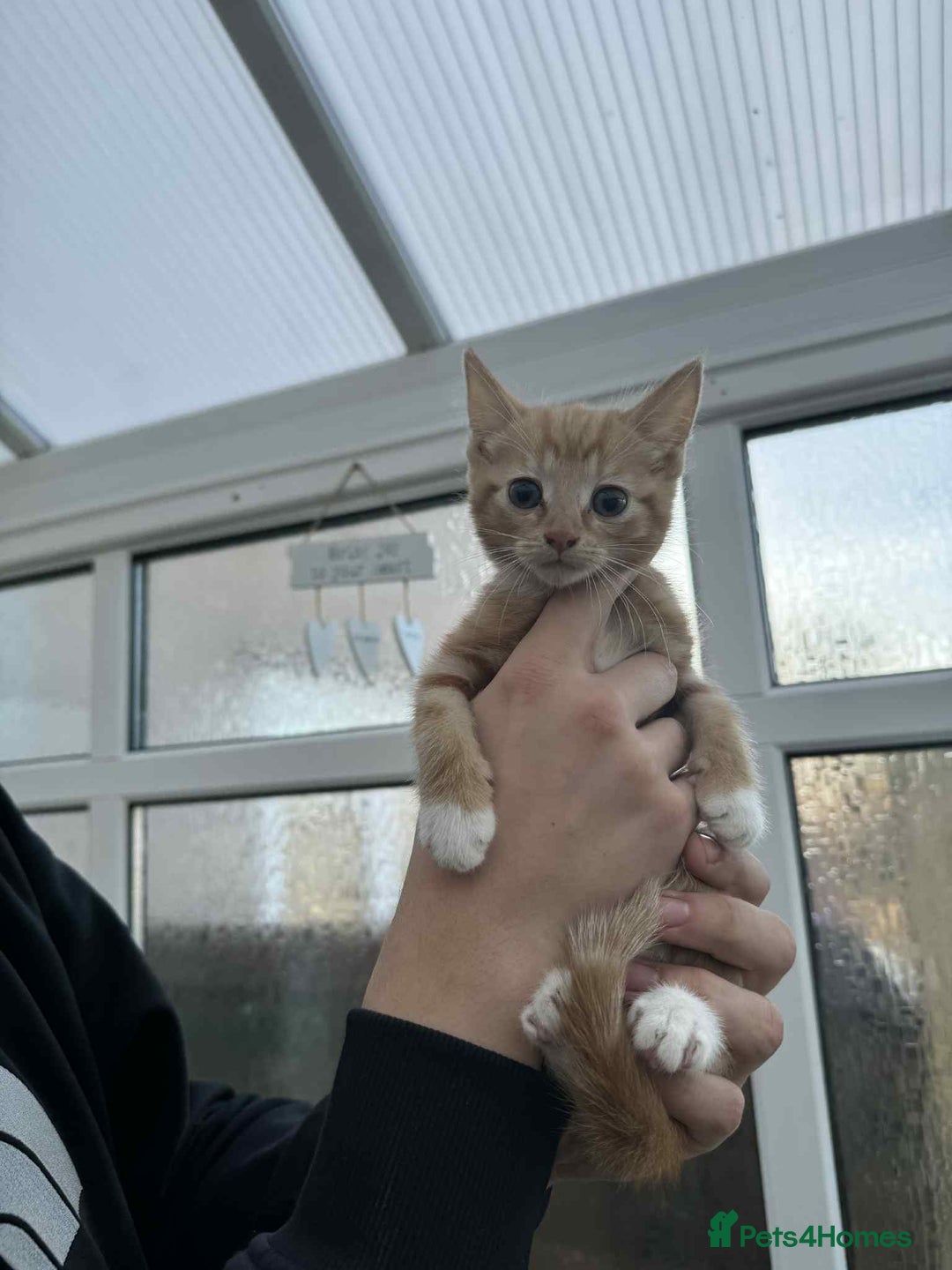 Oriental cats for sale: Oriental xxx - Advert 6