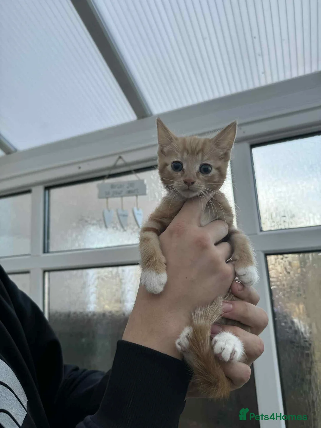 Mixed Breed cats for sale: Maine coon xxx - Advert 7