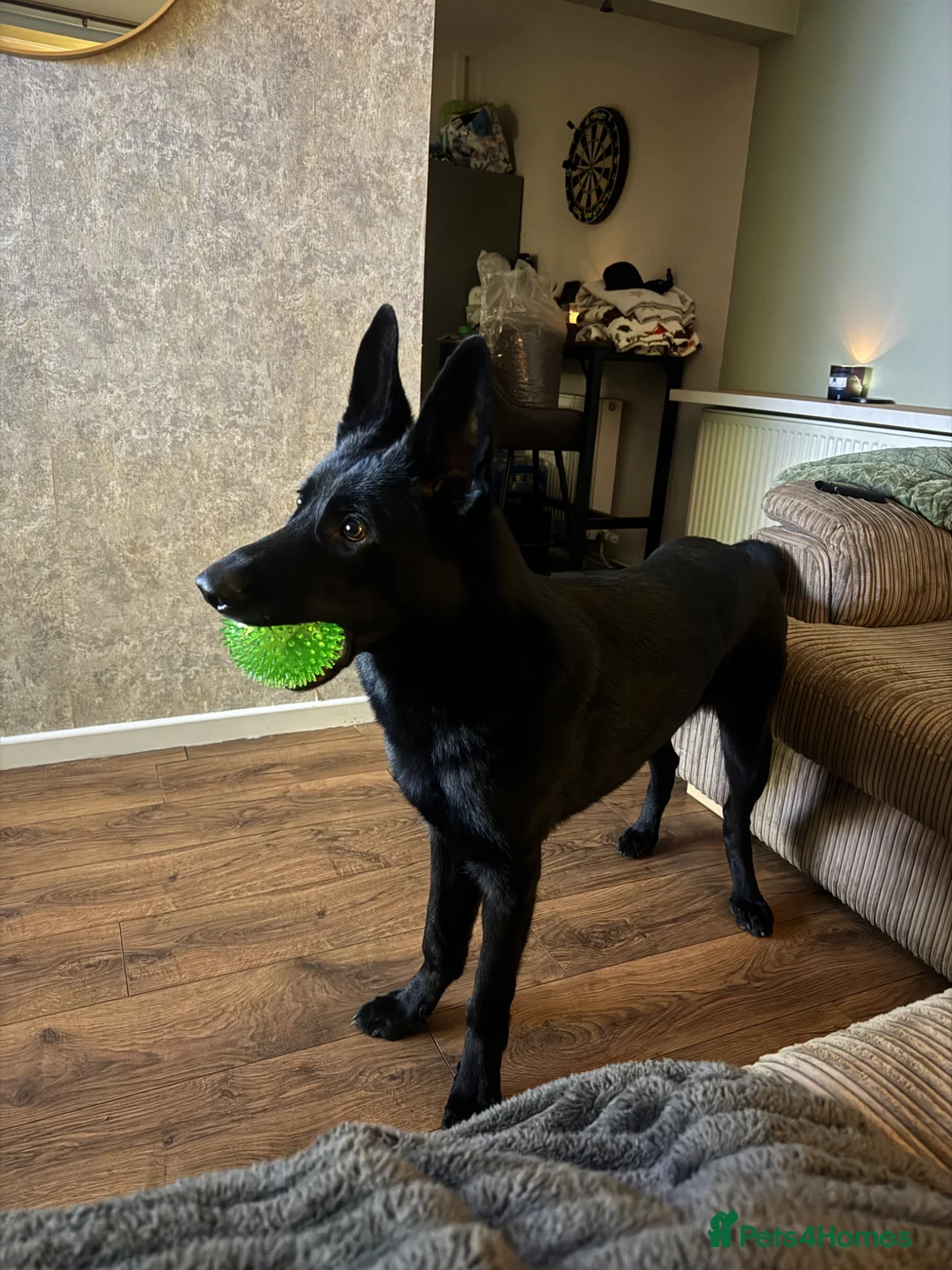 German Shepherd dogs for sale: 9 month old short haired gsd - Advert 2