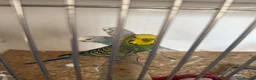 Budgerigars birds for sale: Lots of budgies - Advert 6