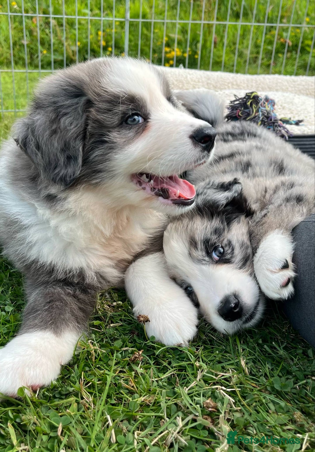 Bernese Mountain Dog dogs for sale: Stunning Chunky Bordernese Puppies - Image 3