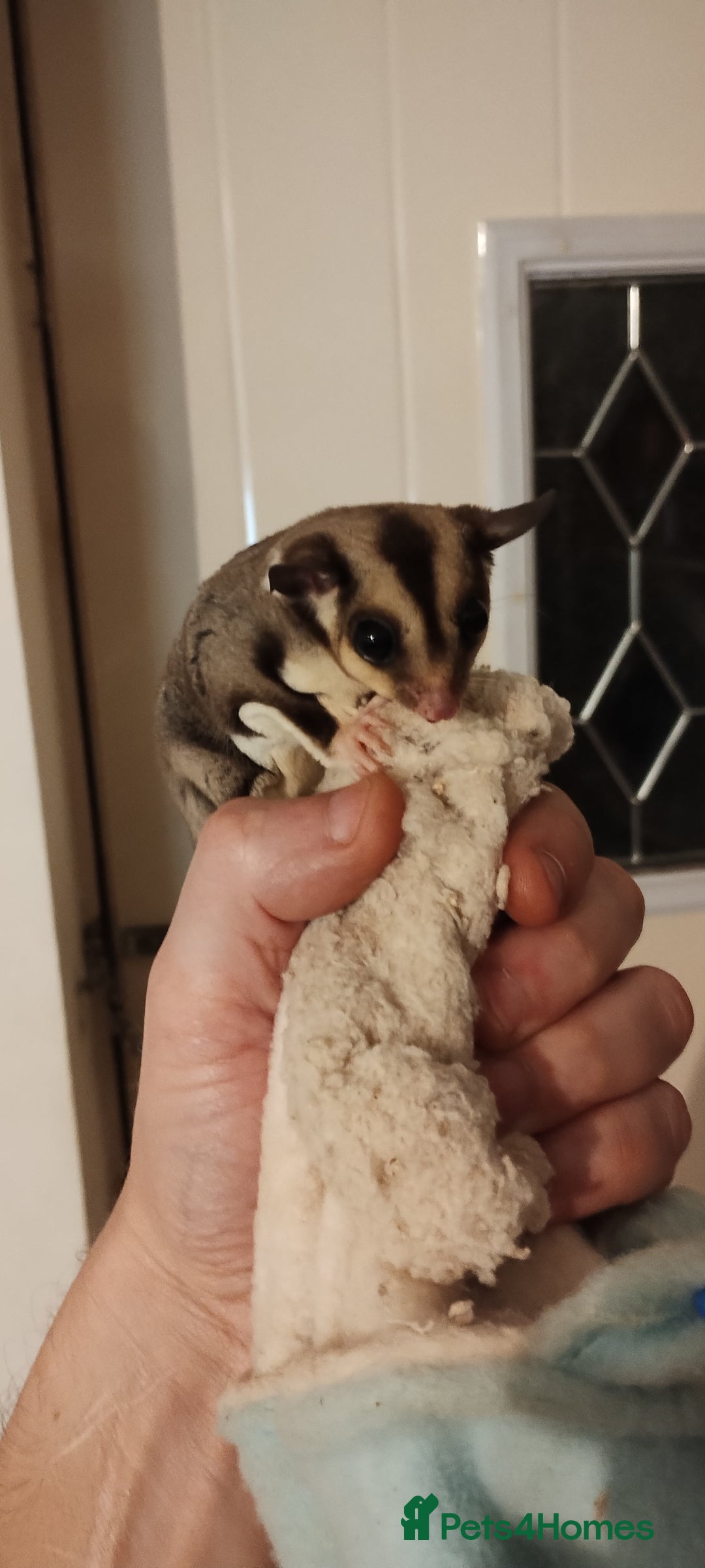 Sugar Glider rodents for sale: Sugar glider, female, 12 weeks. - Advert 3
