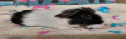 Guinea Pig rodents for sale: Baby Boars in longhaired breeds & teddies  - Advert 25