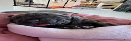 Neapolitan Mastiff dogs for sale: 2 Neapolitan mastiff puppies  - Advert 14