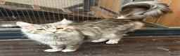 Maine Coon cats for sale: Maincoon girls blacksmoke  on active ,silver tabby - Advert 7