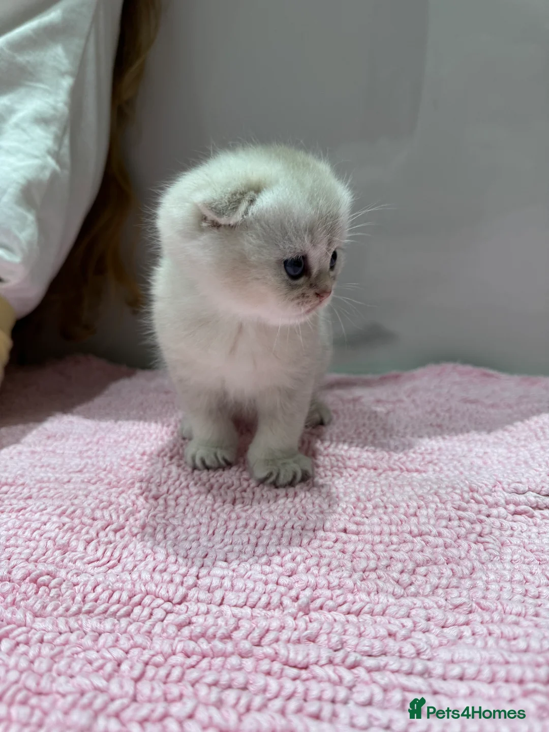 Scottish Fold cats for sale: Full pedigree Scottish fold kittens  - Advert 9