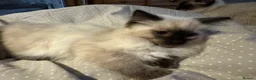 Ragdoll cats for sale: Beautiful Pure Ragdoll kittens vacs/mchipped  - Advert 7