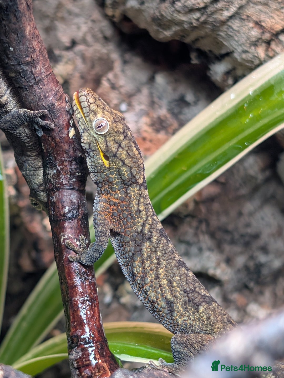 Gecko reptiles for sale: Eurydactylodes Agricolae (Bauers Chameleon Gecko) - Advert 6