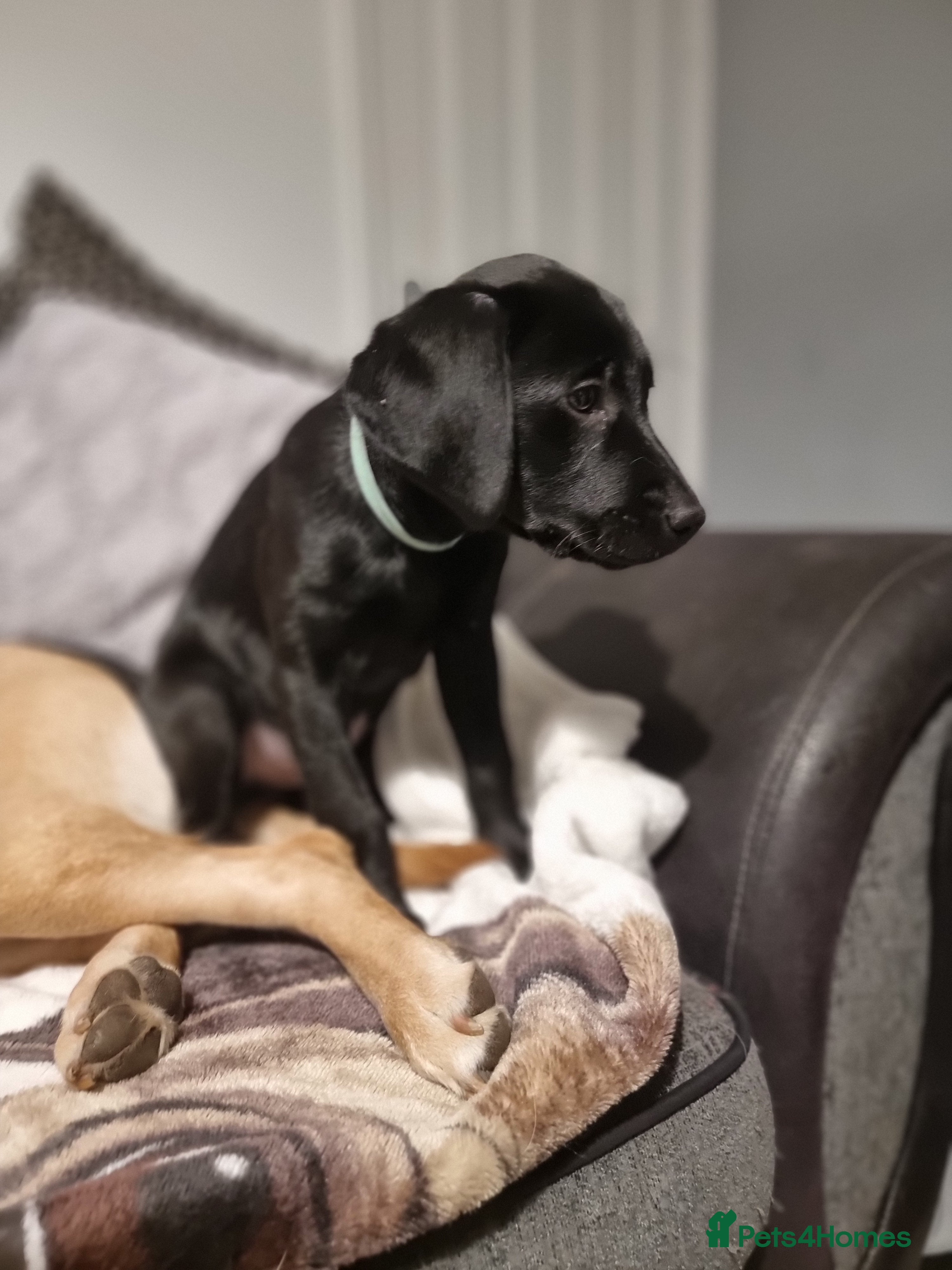 Labrador Retriever dogs PEDIGREE & KC REG LABRADOR RETRIEVER  - Advert 15