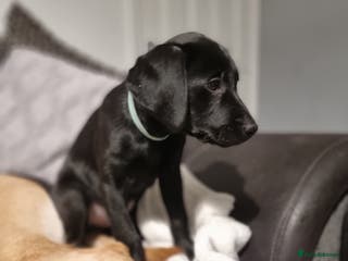 Labrador Retriever dogs PEDIGREE & KC REG LABRADOR RETRIEVER - Advert 15