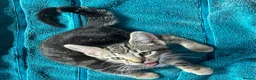 Mixed Breed cats for sale: Cute kittens for sale KT4 - Advert 7