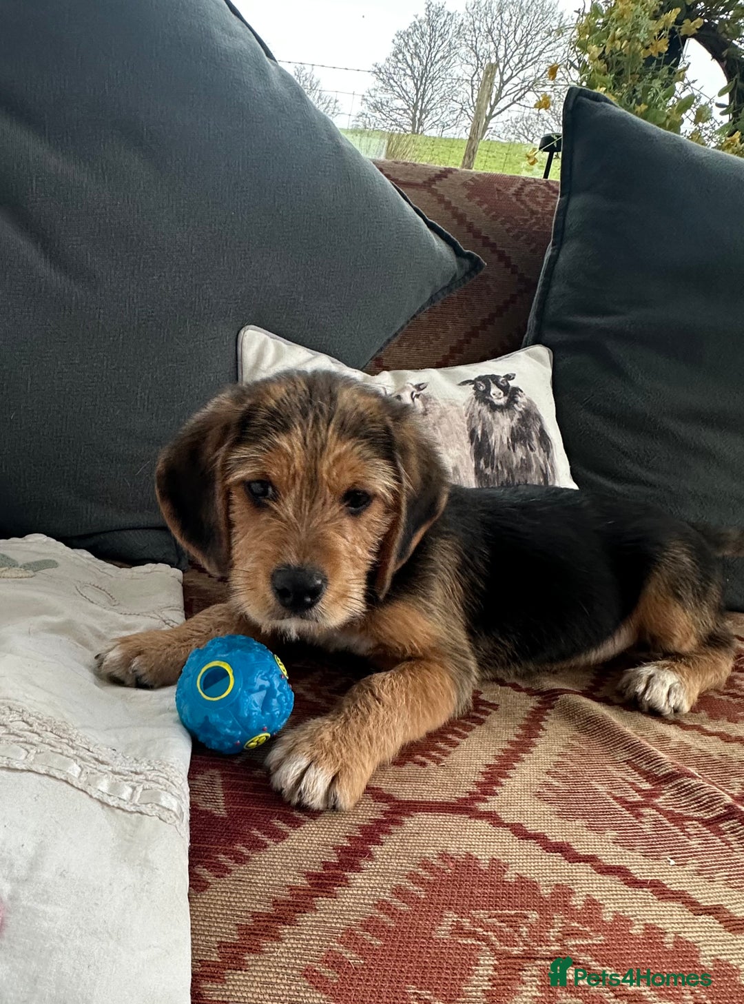 Mixed Breed dogs for sale: 🐾 Beautiful Cavapoo x Beagle Puppies 🐾 - Advert 1