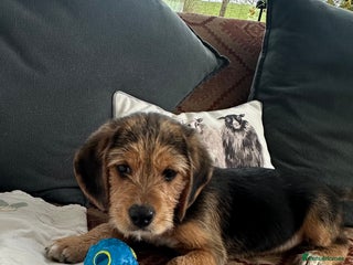 Mixed Breed dogs 🐾 Beautiful Cavapoo x Beagle Puppies 🐾 - Advert 3