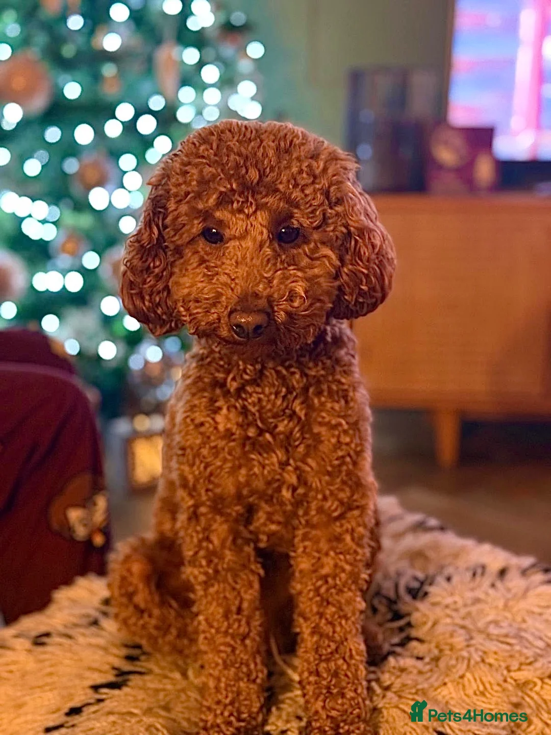 Toy Poodle dogs for stud: Miniature Toy poodle in Leeds - Advert 5