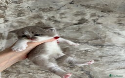 British Shorthair cats for sale: 🍫 🧸Beautiful TICA Registered British Short 🧸🍫 - Image 9