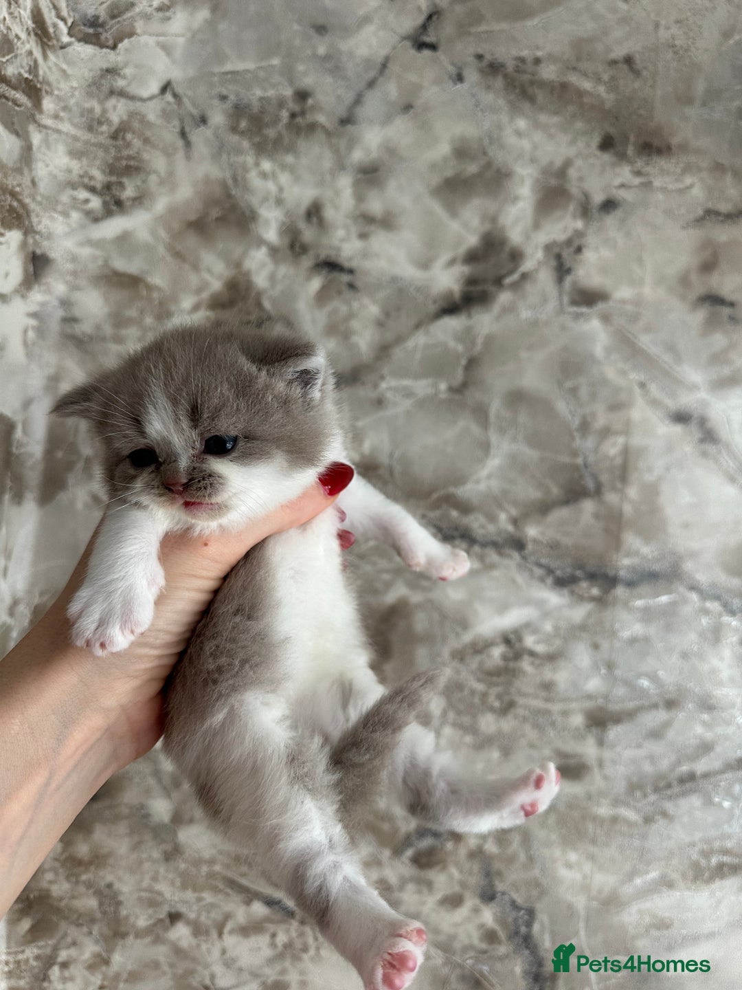 British Shorthair cats for sale: 🍫 🧸Beautiful TICA Registered British Short 🧸🍫 - Image 9