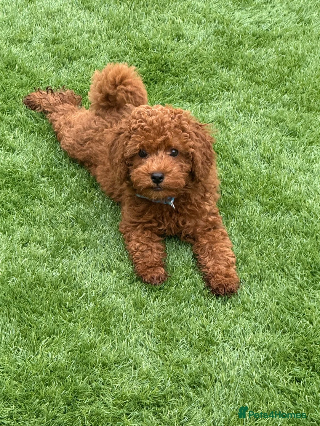 Miniature Poodle dogs for sale: Last Red Miniature Poodle  in Hinckley - Advert 2