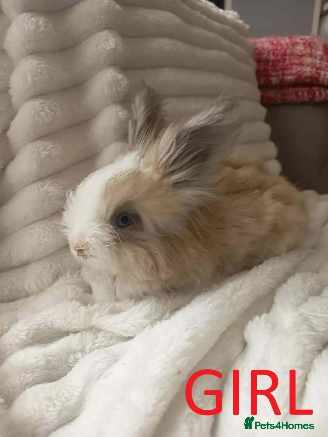 Angora rabbits English Full Face Angora Kits - Advert 1