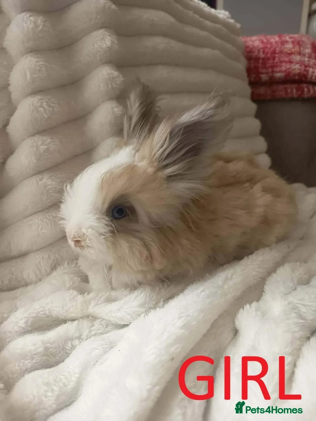 Angora rabbits for sale: English Full Face Angora Kits - Advert 1