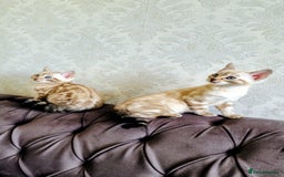 Bengal cats for sale: 🐾***GORGEOUS PURE SNOW BENGAL***🐾 - Advert 5