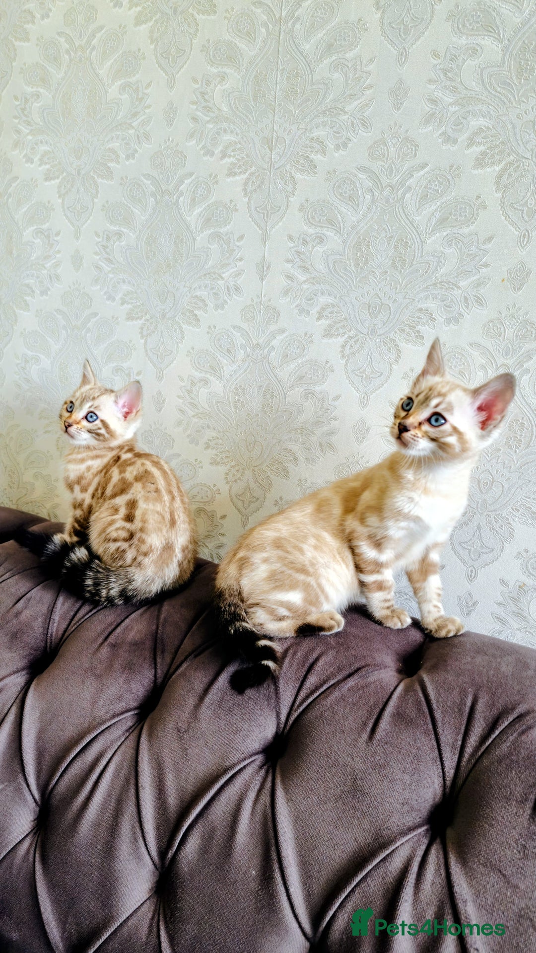 Bengal cats for sale: 🐾***GORGEOUS PURE SNOW BENGAL***🐾 - Advert 5