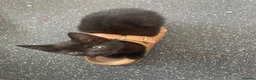 Mixed Breed cats for sale: Kittens for sale  - Advert 3