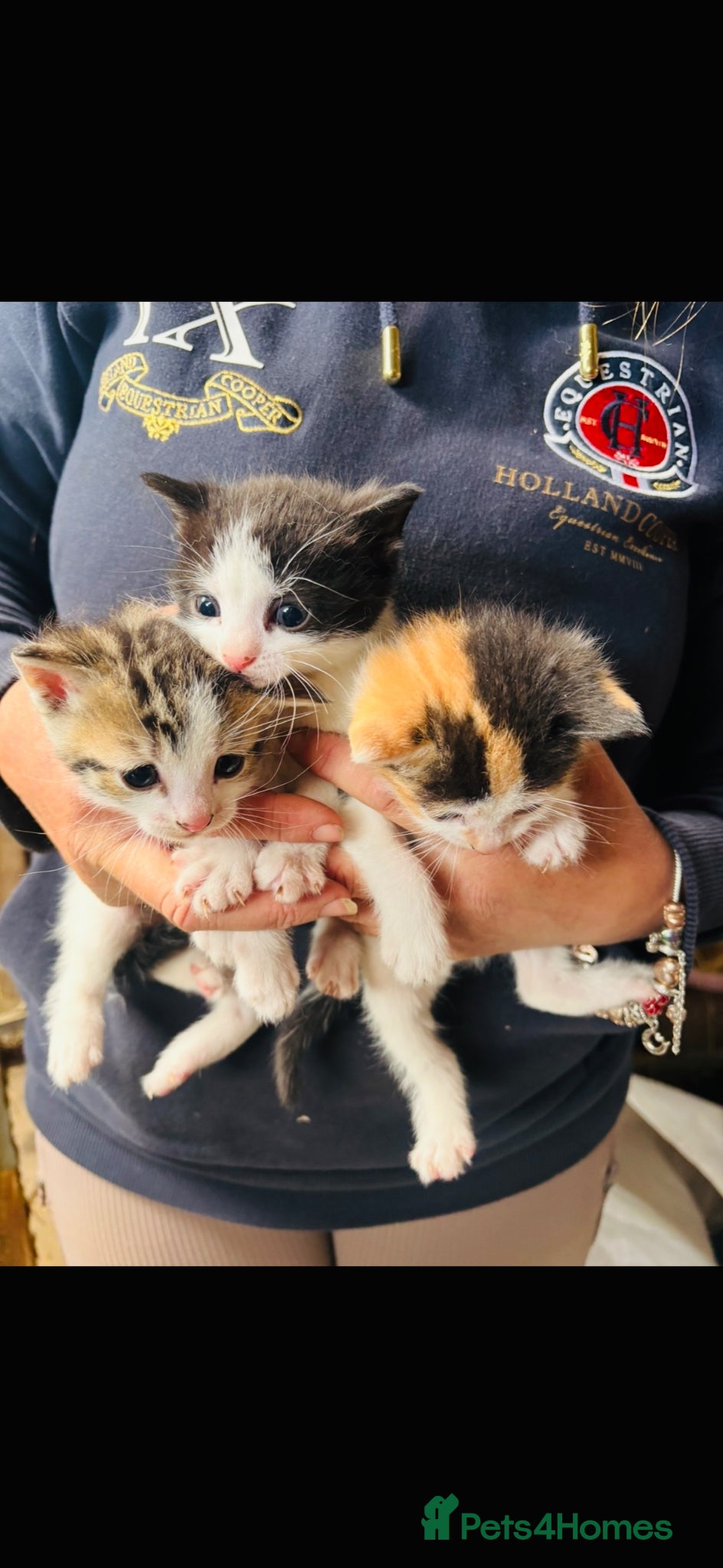 Mixed Breed cats Beautiful kittens  - Advert 6