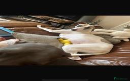 Mixed Breed dogs for sale: Adorable whippet x Italian greyhound pups !!! - Image 16