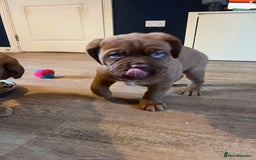 Dogue De Bordeaux dogs for sale: Beautiful KC Dogue De Bordeaux Puppies - Advert 21