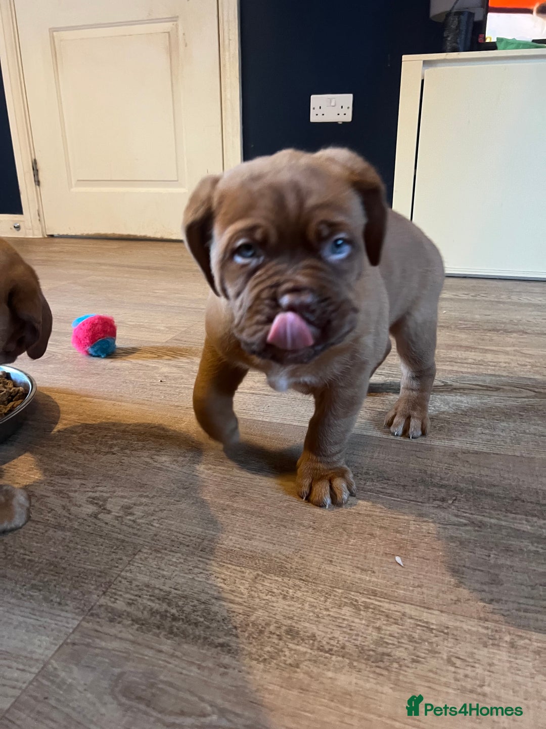 Dogue De Bordeaux dogs for sale: Beautiful KC Dogue De Bordeaux Puppies - Advert 21