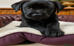 Labrador Retriever dogs for sale: 🐾 Ready 13th Oct. KC vet approved only 3 left 💕 - Image 3