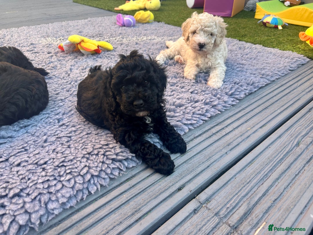 Maltipoo dogs for sale: Stunning F1b Toy Maltipoo puppies  in Bristol - Image 10